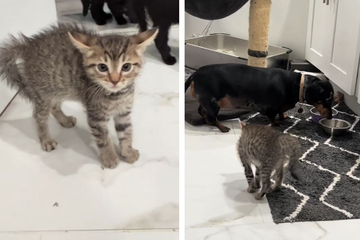 Dog faces kittens' wrath after adorable failed cat food heist