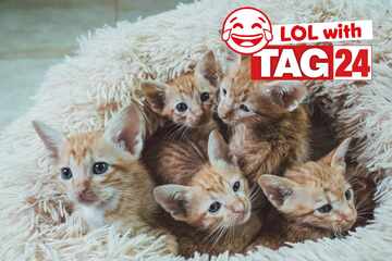 Joke of the Night for May 3, 2025: The best cat jokes to wrap up Caturday