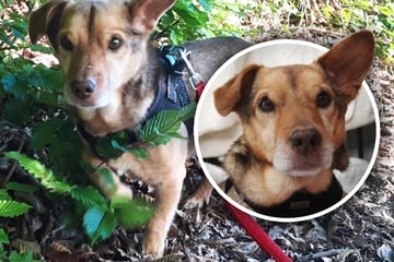 Liebenswert, bescheiden und vom Schicksal hart getroffen: Kosmo verdient ein Happy End!