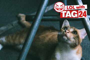 Joke of the Day for March 15, 2025: Funny cat jokes to make you laugh for Caturday