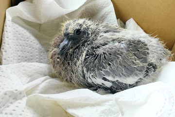 Leipzig: Nest mit Besenstiel zerstört: Wildvogelhilfe Leipzig erstattet Anzeige