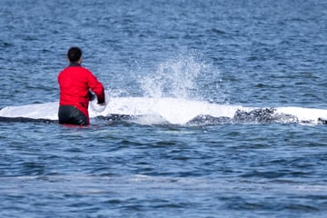 Was passiert, wenn der Wal stirbt? Meeresmuseum gibt Statement ab