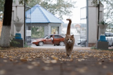 GPS-Tracker für Katzen: Wo ist Deine Katze jetzt?