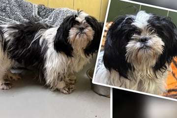 Lieb, verträglich - und mit einem Jahr schon im Tierheim: Wer schenkt Shih-Tzu-Hündin ein neues Leben?