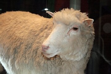 Heute vor 30 Jahren: Die Geburt von Dolly überraschte die Welt