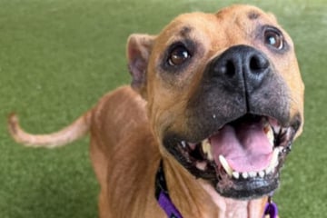 Niemand will diesen Hund: Was er tut, um allen zu gefallen, geht vielen ans Herz