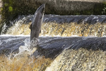 Natur in Gefahr: Unternehmen zahlt Kopfgeld für flüchtige Fische