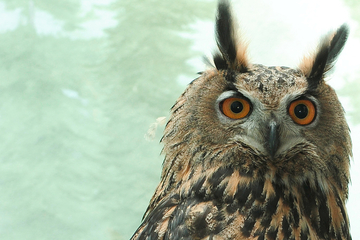 Beloved New York owl Falco's postmortem exam reveals severe health issues