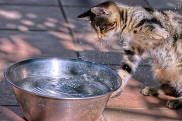 5 erstaunliche Gründe: Warum mögen Katzen kein Wasser?