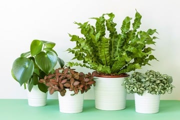 Ungiftige Zimmerpflanzen: 12 harmlose Pflanzen für Dein Zuhause