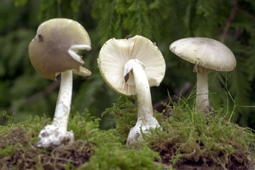 Achtung, Vergiftungsgefahr: Knollenblätterpilze wachsen in Sachsens Wäldern
