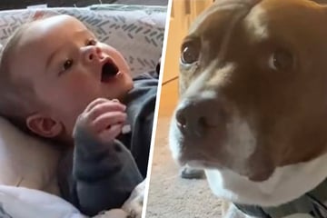 Dog goes viral with reaction to new baby: "Is there a return policy?"