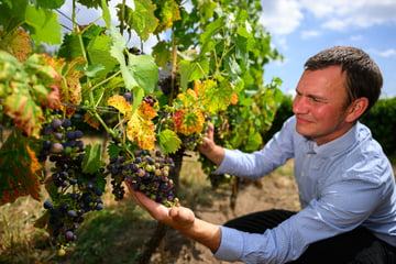 Vor dem Start der Lese: So schätzen Sachsens Winzer das Weinjahr ein