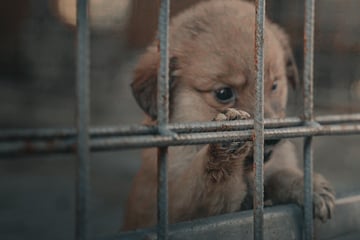 TV-Doku über perfides Geschäft: "Die Hunde werden vergiftet, erschlagen oder lebendig verbrannt"