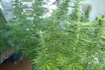 Polizei macht ungewollte Entdeckung in einer Magdeburger Gartenlaube!