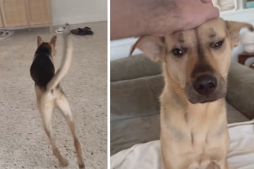 Von Unsicherheit zu Vertrauen - Hund Cactus lernt, sein neues Leben zu genießen
