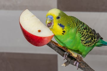 Ist die Frischkost tabu oder erlaubt: Dürfen Wellensittiche Äpfel fressen?