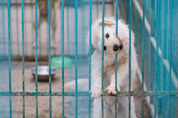 Hundehandel-Warnung: Vorsicht vor unseriösen Angeboten im Internet