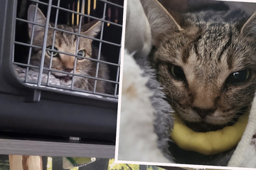 Nach Unfall: Fundkatze "Mochi" muss Fixateur an Kiefer tragen, Tierheim bittet um Spenden