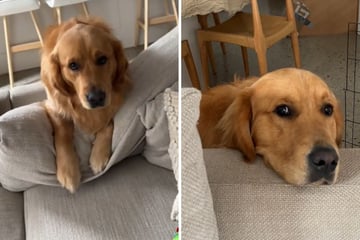 Golden Retriever bettelt und bettelt: Sein Ziel sorgt für richtig gute Laune!