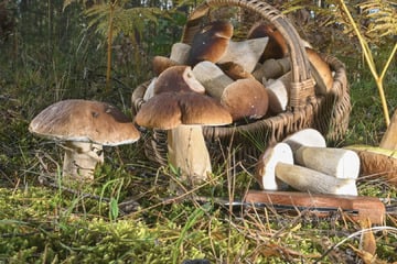 Champignons und Hexenröhrlinge sprießen in Sachsen - aber es ist Vorsicht geboten!