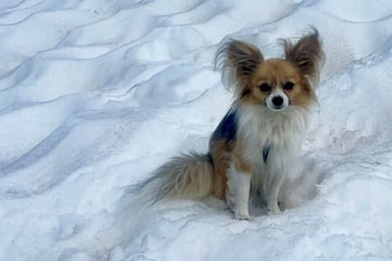 Suchtrupp findet Chihuahua mitten auf Gletscher, dann wird sein Herrchen gerettet