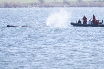 Buckelwal in der Ostsee: Soll das Tier lebend geborgen werden?