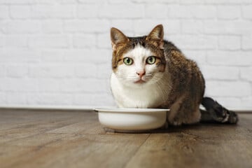 Do cats need wet food?