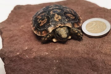 Winziger Nachwuchs im Zoo: Diese kleine Schildkröte hat eine besondere Fähigkeit