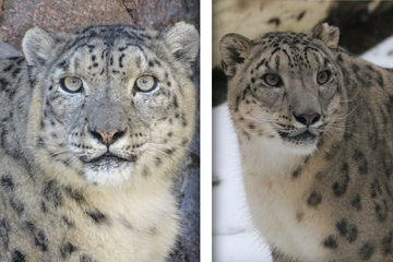 Niedlicher Neuzugang im Zoo Magdeburg: Schneeleoparden Dawa und Dalai ziehen ein