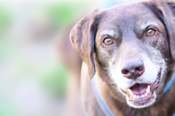Sanfter Labrador-Opi leidet sehr im Tierheim: Findet Bärchen noch sein Glück?