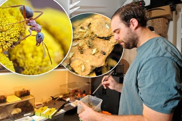 Chemnitz: Dieser Chemnitzer freut sich über Ameisen in seiner Wohnung