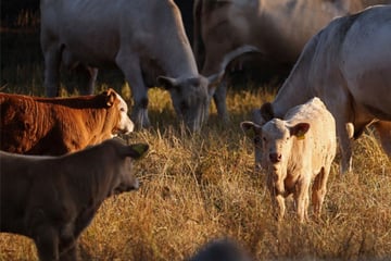 Dürre bringt Höfe in Existenznöte: Bauern bringen Tiere aus Futter-Not früher zum Schlachter