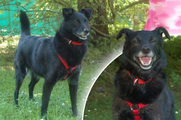 Hund tagelang allein gelassen: Deshalb kann Sammy nun wieder lachen