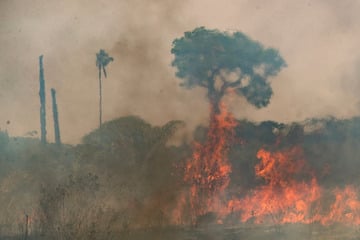 Schwere Waldbrände in Brasilien: "Das ist ein Milliarden-Geschäft"