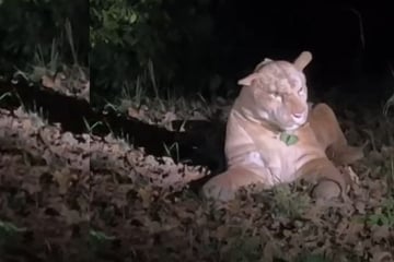 Puma in Frankfurter Park gesichtet! Polizeieinsatz wegen mysteriösem Raubtier