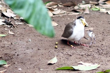 Tierpfleger wird Zieh-Papa für kleinen Kiebitz: "Wenn er könnte, würde er ihn stillen"