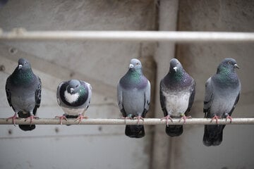 Wer ist die Schönste? Größter und ältester Taubenmarkt Deutschlands geht los