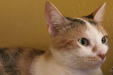 Frau vermutet, dass ihre Katze neues Kätzchen nicht akzeptiert: Dann wird sie kalt erwischt