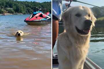 Dog's adorably dismayed reaction to coming home after vacation goes viral