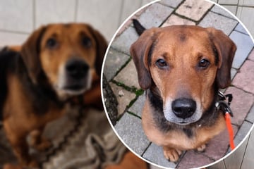 Rüde Fred musste Baby weichen, jetzt hofft der feine Kerl auf eine zweite Chance