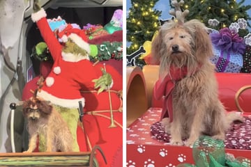 Max the dog steals the spotlight during his Universal Studios Christmas show with the Grinch!