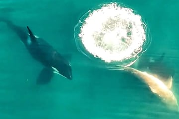 Killer in Gefahr!  Orcas schlachten Weiße Haie und sorgen für Besorgnis