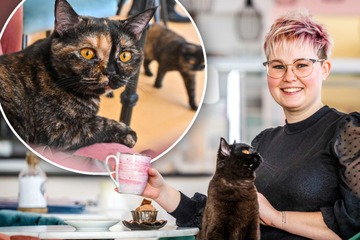 Chemnitz: Termin rückt näher! An diesem Tag öffnet Chemnitz' erstes Katzen-Café