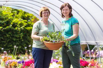 Dresden: Grüne Daumen, aufgepasst! Pillnitzer Gartenprofis geben gerne Tipps