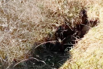 Geheimnisvoller Fund bei Renovierung: Heftiger Regen legt versteckte Tür in Garten frei