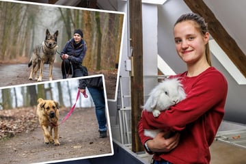 Dresden: Warum hat uns niemand lieb? Wir sind die Ladenhüter aus dem Tierheim