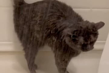Die Lieblings-Beschäftigung dieser Katze bringt täglich so viele zum Lachen