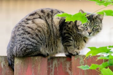 In Müllsack gesteckt und verenden lassen: Katzenmörder im Harz unterwegs?