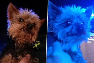 Polizisten finden Hund, der sie zum Folgen bringt: Plötzlich hören sie seltsames Stöhnen